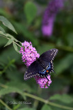 Black Swallowtail 02