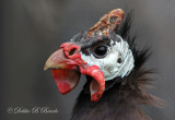 Pearl Guinea Fowl