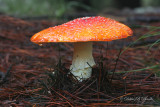 Amanita muscaria Mushroom 02