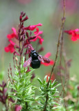 Carpenter Bee