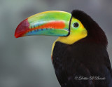 Keel-billed Toucan