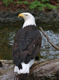 Bald Eagle 06