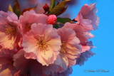 Cherry Blossoms 03