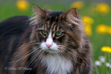 My Cat