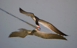 black skimmer