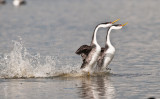 western grebe dance