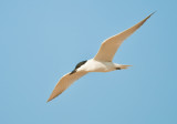 gull billed tern