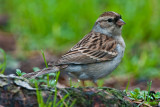 chipping sparrow