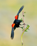 red winged blackbird