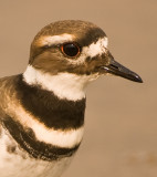 kildeer