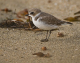 snowy plover