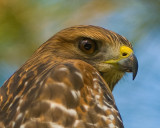 red shouldered hawk