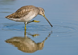 long-billed dowitcher