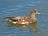 american wigeon (female)