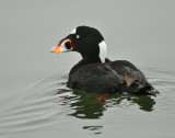 surf scoter