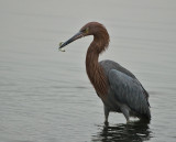 reddish egret