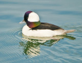 mr bufflehead