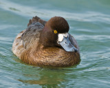 mrs scaup(lesser)