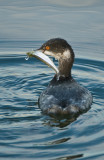 eared grebe and smelt