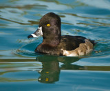 mr ring necked duck