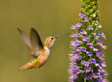 allens hummer