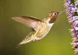 hummer5.jpg
