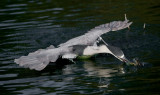 nite heron and duckling