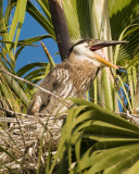 great blue heron baby 