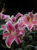 Oriental lily DSC_0103.JPG