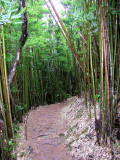 Nature Walk - Bamboo Forest