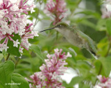 colibri/hummingbird.01.