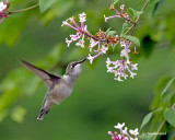 colibri/hummingbird.04