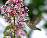 colibri/hummingbird.08