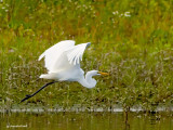 grande aigrette/ great aigret.011