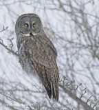 chouette lapone / great gray owl 042.