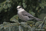 mesangeai du canada / gray jay.