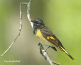 paruline flamboyante /  american redstart.