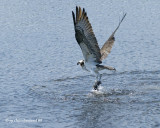 balbuzard pecheur / osprey.