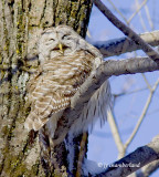 chouette rayee / barred owl