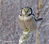 chouette eperviere / northern hawk owl