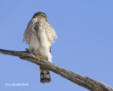 epervier brun / sharp-shinned hawk