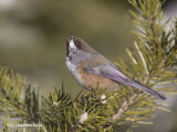 mesange a tete brune / boreal chickadee