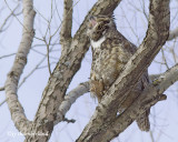 grand duc / great horned  owl