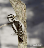 pic mineur / downy woodpecker