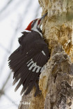 grand pic / pileated woodpecker