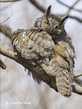 grand duc / great horned  owl