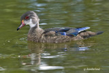 canard branchu / wood duck.