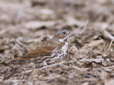 bruant fauve / fox sparrow