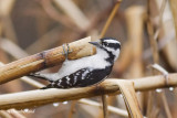 pic chevelu / downy woodpecker