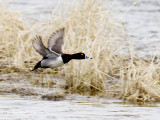 fuligule a collier / ring-necked duck.